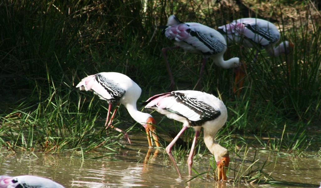 Hotel Big Game - Wilpattu By Eco Team Esterno foto